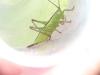 Conocephalus sp.